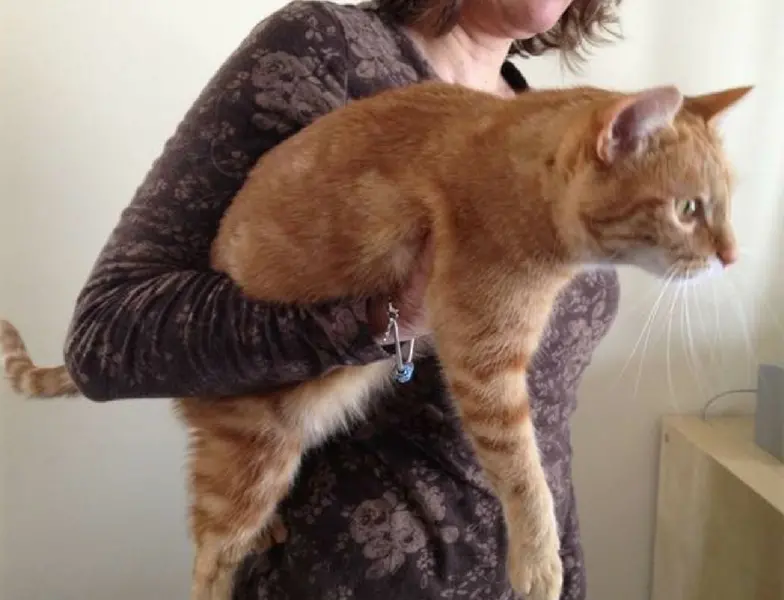 Carry cat clearance